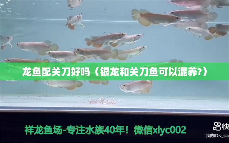 龍魚(yú)配關(guān)刀好嗎（銀龍和關(guān)刀魚(yú)可以混養(yǎng)?）