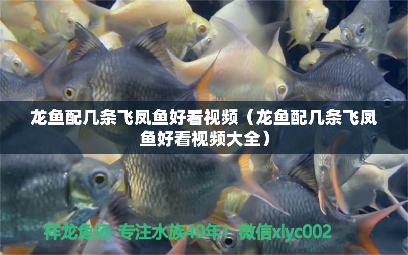 龍魚配幾條飛鳳魚好看視頻（龍魚配幾條飛鳳魚好看視頻大全） 飛鳳魚