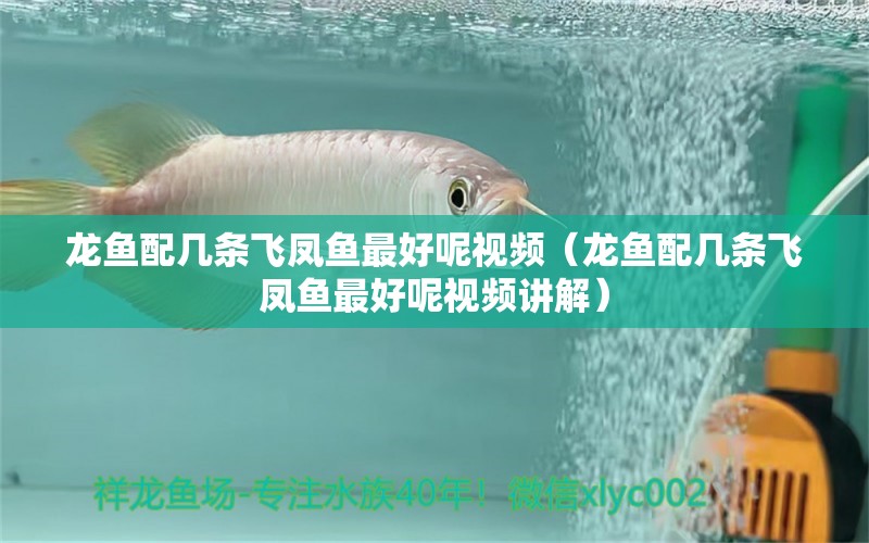 龍魚配幾條飛鳳魚最好呢視頻（龍魚配幾條飛鳳魚最好呢視頻講解）