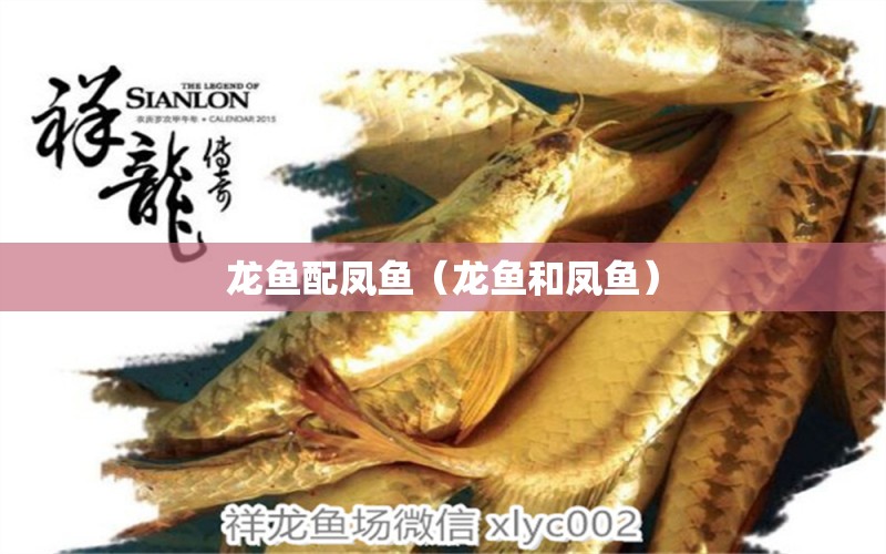 龍魚配鳳魚（龍魚和鳳魚）