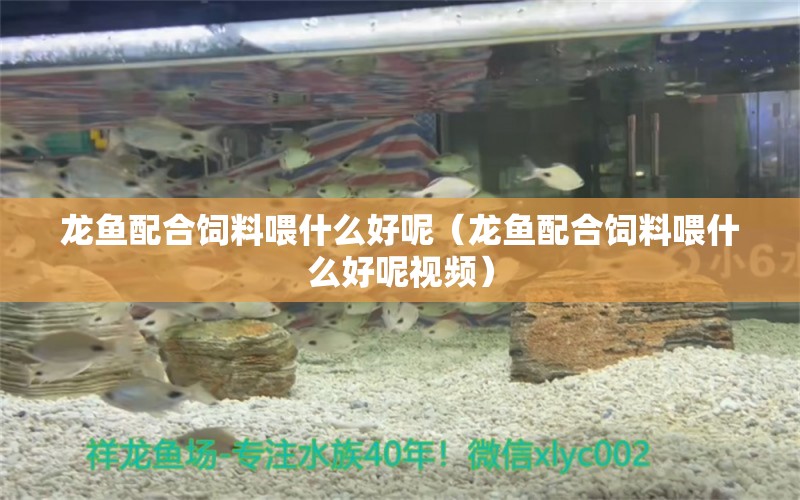 龍魚配合飼料喂什么好呢（龍魚配合飼料喂什么好呢視頻） 龍魚疾病與治療