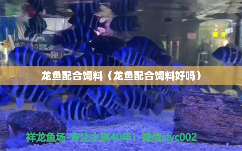 龍魚配合飼料（龍魚配合飼料好嗎）