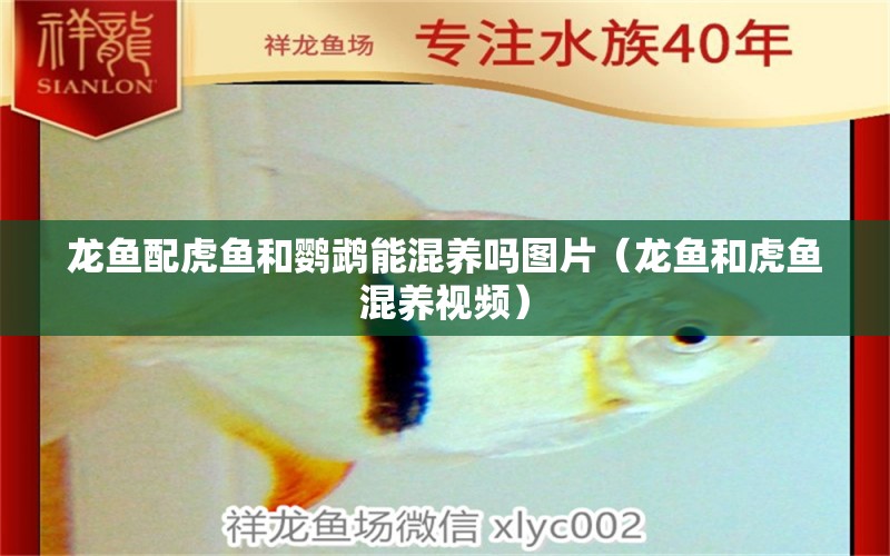 龍魚配虎魚和鸚鵡能混養(yǎng)嗎圖片（龍魚和虎魚混養(yǎng)視頻）