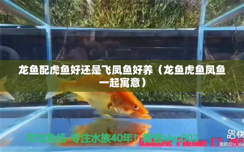 龍魚配虎魚好還是飛鳳魚好養(yǎng)（龍魚虎魚鳳魚一起寓意） 飛鳳魚