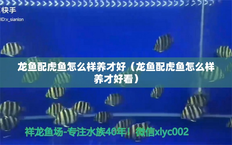 龍魚配虎魚怎么樣養(yǎng)才好（龍魚配虎魚怎么樣養(yǎng)才好看） 虎魚百科