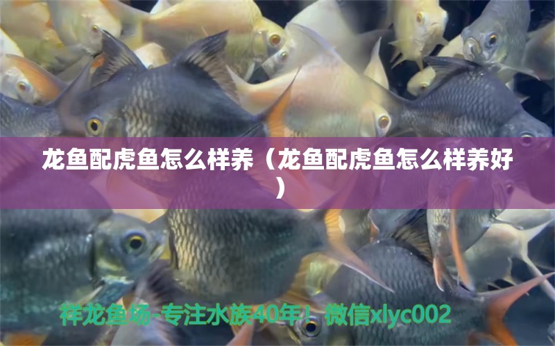 龍魚(yú)配虎魚(yú)怎么樣養(yǎng)（龍魚(yú)配虎魚(yú)怎么樣養(yǎng)好）