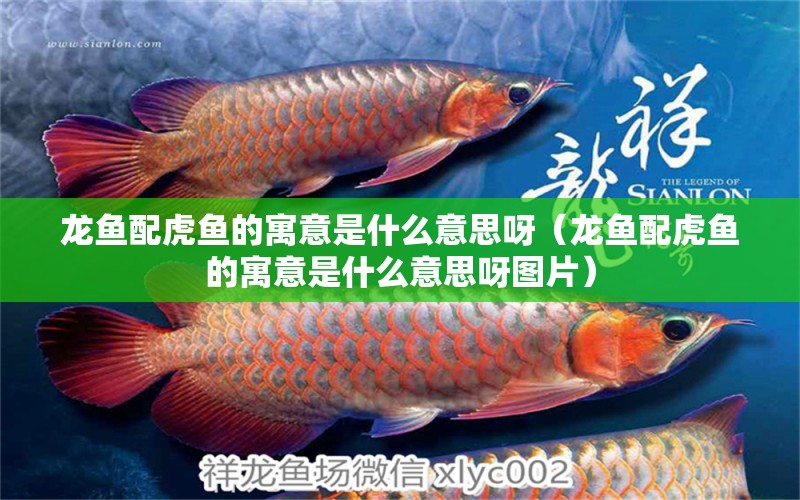 龍魚配虎魚的寓意是什么意思呀（龍魚配虎魚的寓意是什么意思呀圖片） 虎魚百科