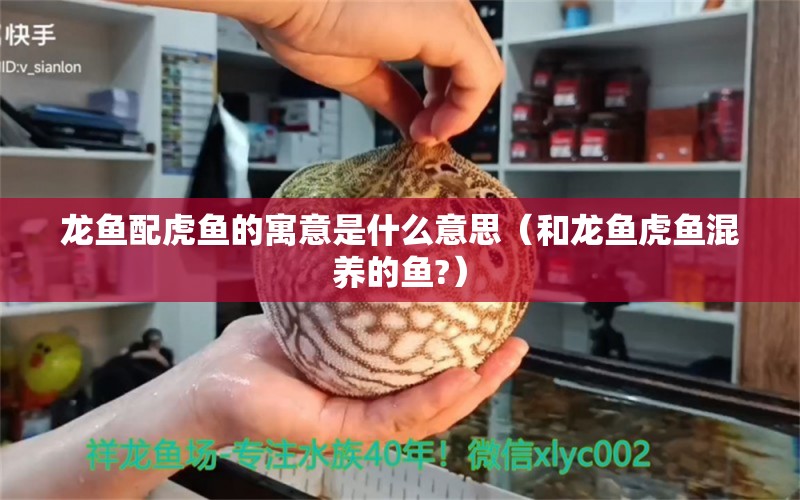 龍魚配虎魚的寓意是什么意思（和龍魚虎魚混養(yǎng)的魚?）