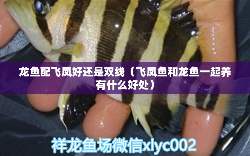 龍魚配飛鳳好還是雙線（飛鳳魚和龍魚一起養(yǎng)有什么好處）