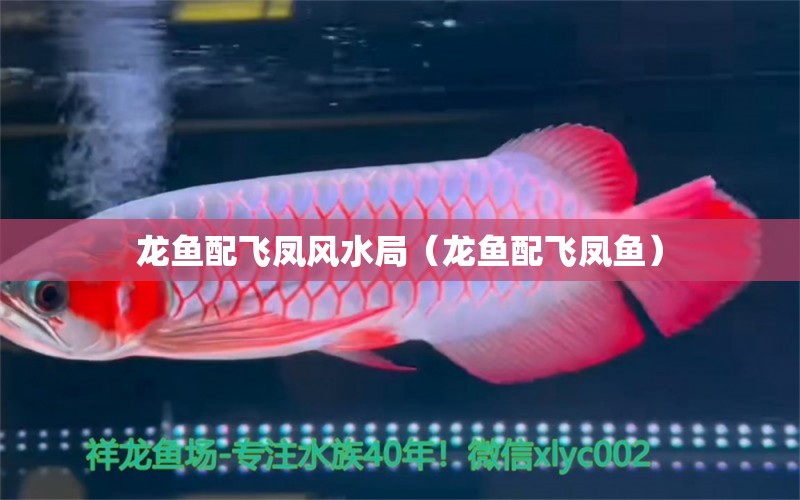 龍魚配飛鳳風(fēng)水局（龍魚配飛鳳魚）