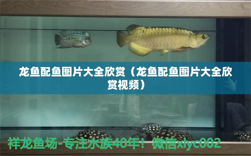 龍魚配魚圖片大全欣賞（龍魚配魚圖片大全欣賞視頻） 祥龍水族醫(yī)院