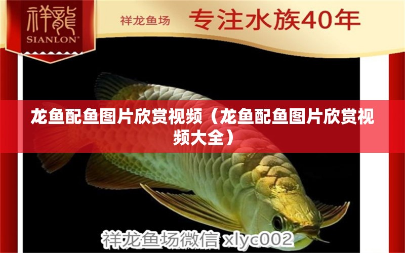 龍魚配魚圖片欣賞視頻（龍魚配魚圖片欣賞視頻大全）