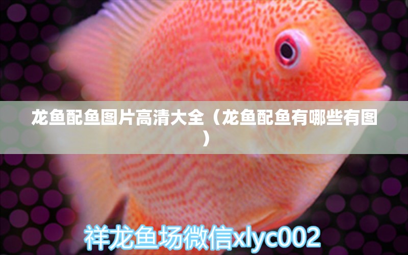 龍魚配魚圖片高清大全（龍魚配魚有哪些有圖）