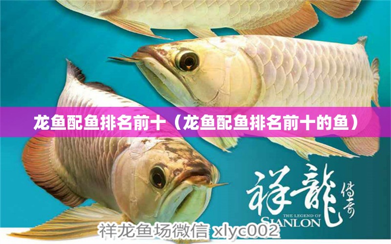 龍魚配魚排名前十（龍魚配魚排名前十的魚）