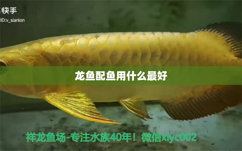 龍魚(yú)配魚(yú)用什么最好 龍魚(yú)批發(fā)