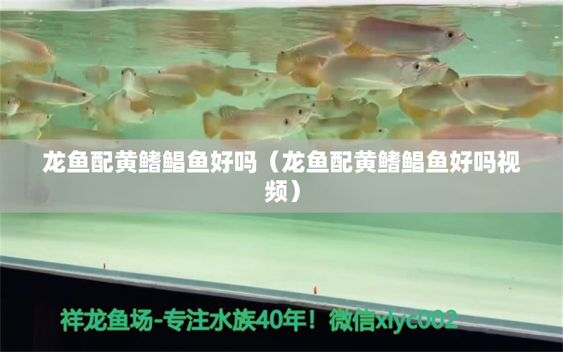 龍魚配黃鰭鯧魚好嗎（龍魚配黃鰭鯧魚好嗎視頻）