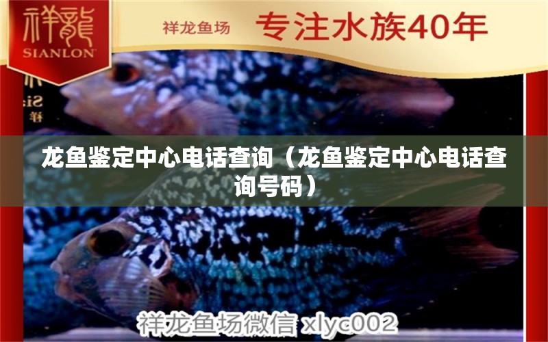 龍魚(yú)鑒定中心電話查詢（龍魚(yú)鑒定中心電話查詢號(hào)碼）