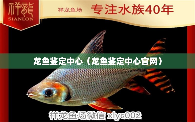 龍魚(yú)鑒定中心（龍魚(yú)鑒定中心官網(wǎng)）