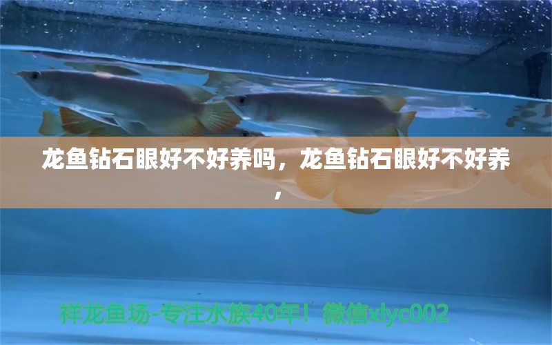 龍魚鉆石眼好不好養(yǎng)嗎，龍魚鉆石眼好不好養(yǎng)，