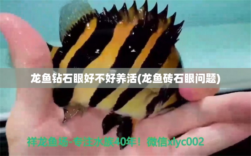 龍魚鉆石眼好不好養(yǎng)活(龍魚磚石眼問題) 白子黑帝王魟魚