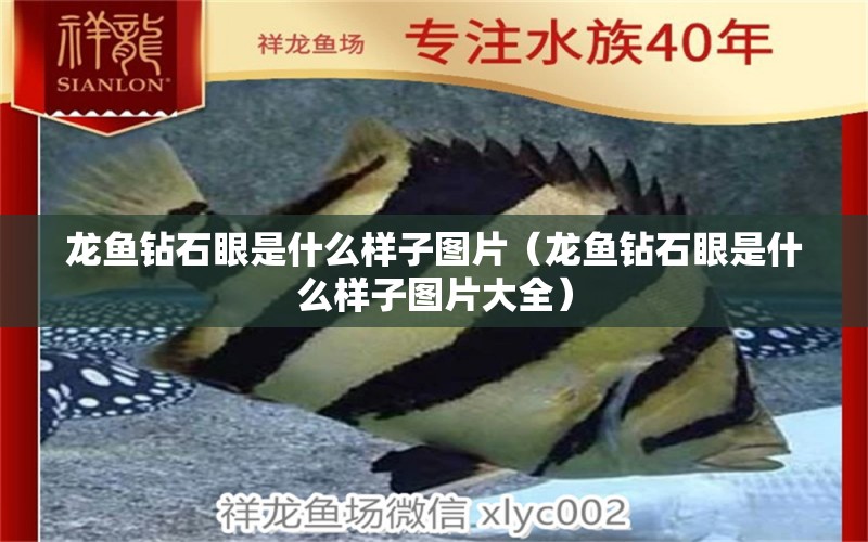 龍魚(yú)鉆石眼是什么樣子圖片（龍魚(yú)鉆石眼是什么樣子圖片大全） 廣州龍魚(yú)批發(fā)市場(chǎng)