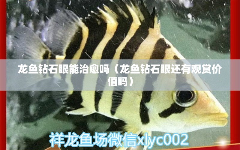 龍魚鉆石眼能治愈嗎（龍魚鉆石眼還有觀賞價值嗎）