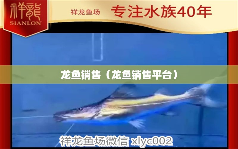 龍魚銷售（龍魚銷售平臺）