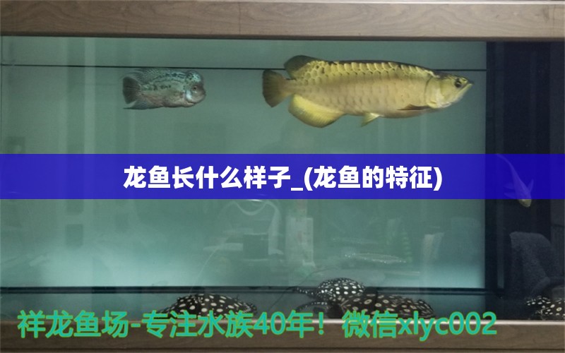 龍魚長什么樣子_(龍魚的特征) 女王大帆魚