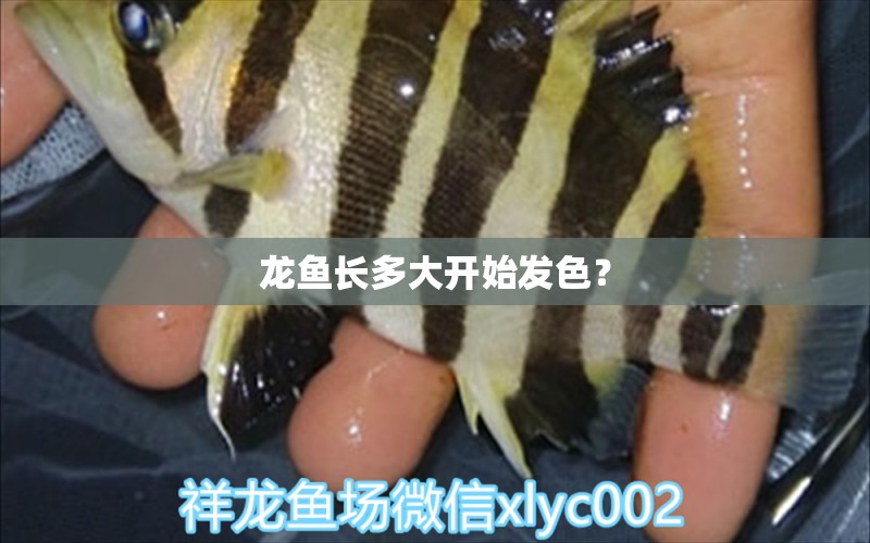 龍魚(yú)長(zhǎng)多大開(kāi)始發(fā)色？ 伊巴卡魚(yú)