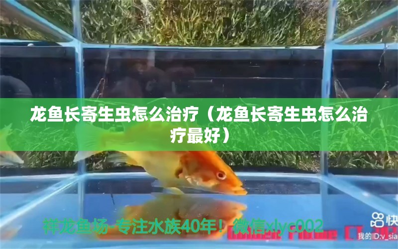 龍魚長寄生蟲怎么治療（龍魚長寄生蟲怎么治療最好） 龍魚疾病與治療