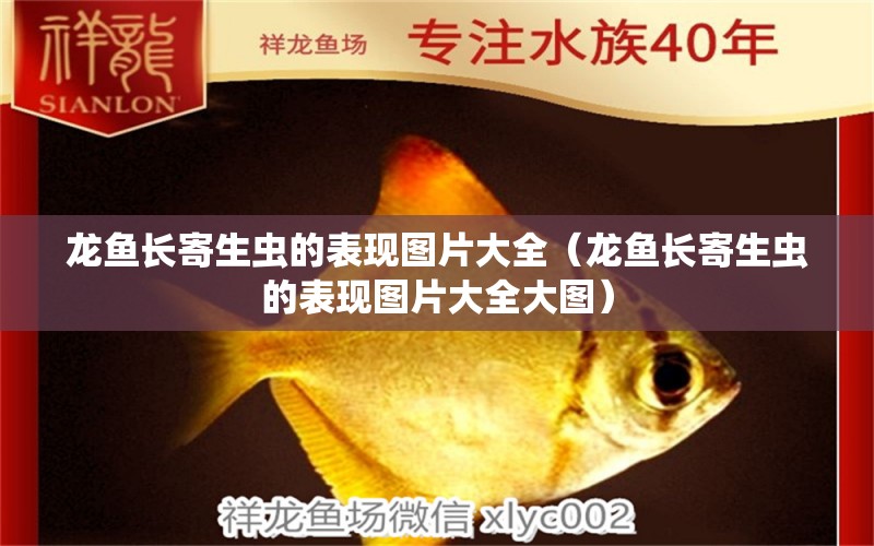 龍魚長寄生蟲的表現(xiàn)圖片大全（龍魚長寄生蟲的表現(xiàn)圖片大全大圖）