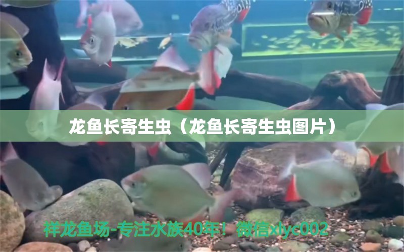 龍魚長寄生蟲（龍魚長寄生蟲圖片） 龍魚疾病與治療