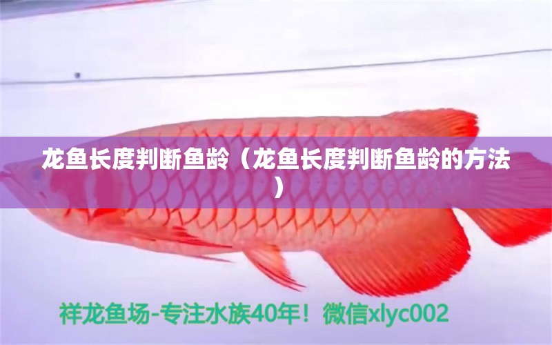 龍魚(yú)長(zhǎng)度判斷魚(yú)齡（龍魚(yú)長(zhǎng)度判斷魚(yú)齡的方法）