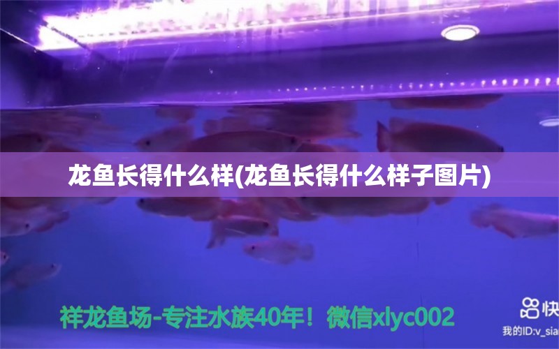 龍魚長得什么樣(龍魚長得什么樣子圖片) 黑金魟魚 第1張