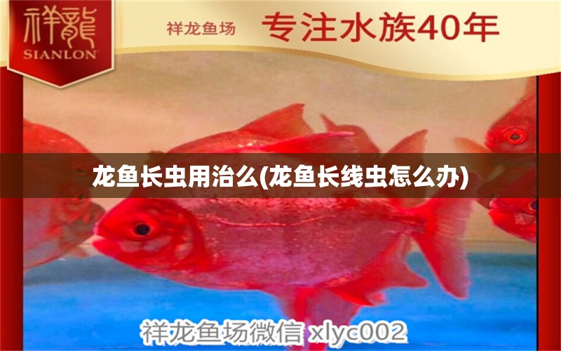 龍魚長(zhǎng)蟲用治么(龍魚長(zhǎng)線蟲怎么辦) 眼斑魚