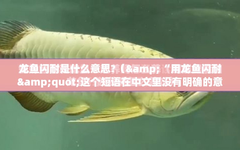 龍魚閃耐是什么意思?（&“用龍魚閃耐"這個短語在中文里沒有明確的意思） 水族問答 第1張