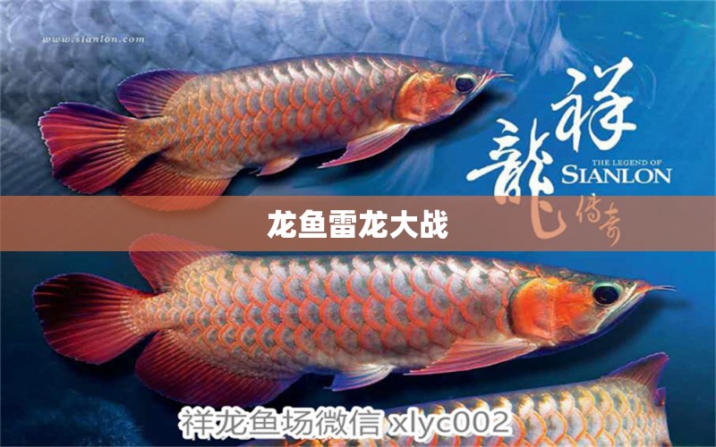 龍魚(yú)雷龍大戰(zhàn) 祥龍魚(yú)場(chǎng)