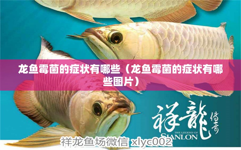 龍魚霉菌的癥狀有哪些（龍魚霉菌的癥狀有哪些圖片）