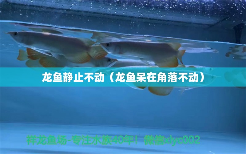 龍魚靜止不動(dòng)（龍魚呆在角落不動(dòng)）