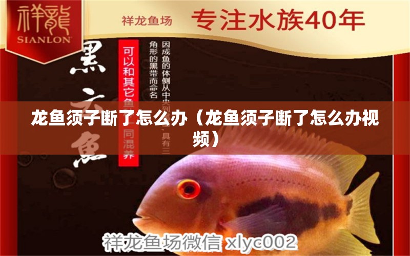 龍魚(yú)須子斷了怎么辦（龍魚(yú)須子斷了怎么辦視頻）