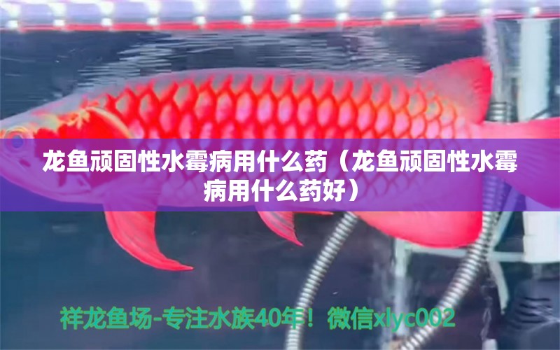 龍魚頑固性水霉病用什么藥（龍魚頑固性水霉病用什么藥好） 龍魚疾病與治療