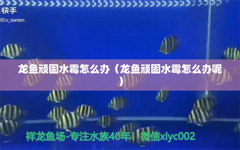 龍魚頑固水霉怎么辦（龍魚頑固水霉怎么辦呢） 龍魚疾病與治療