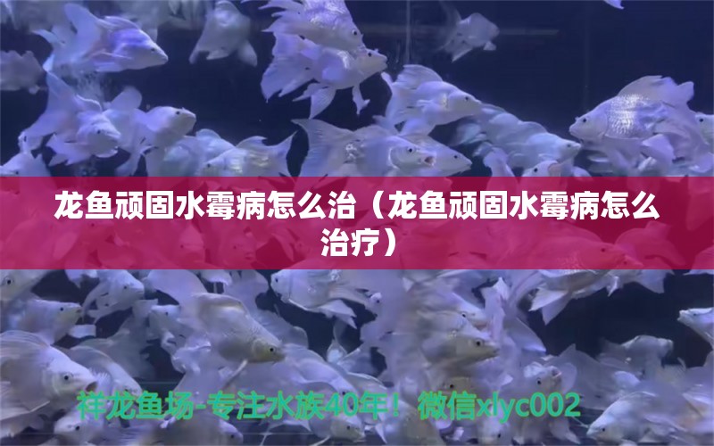 龍魚頑固水霉病怎么治（龍魚頑固水霉病怎么治療） 龍魚疾病與治療