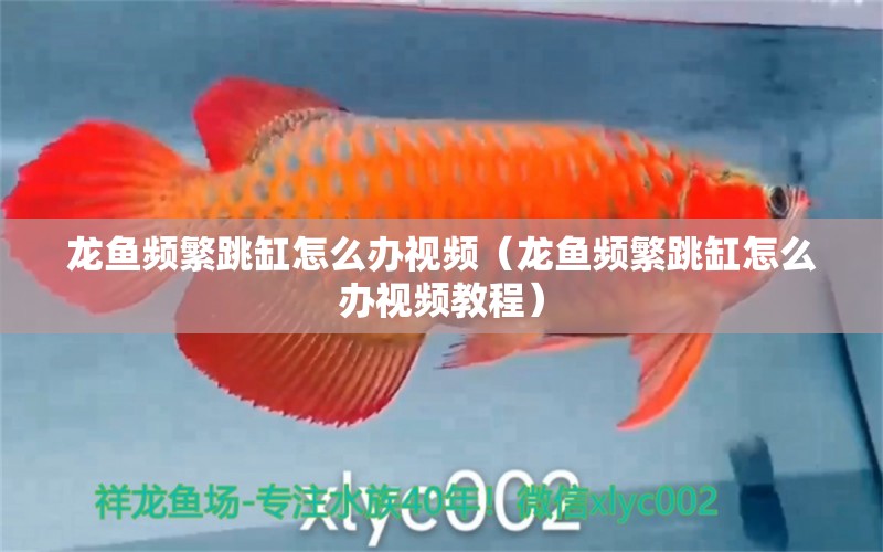 龍魚(yú)頻繁跳缸怎么辦視頻（龍魚(yú)頻繁跳缸怎么辦視頻教程） 廣州龍魚(yú)批發(fā)市場(chǎng)