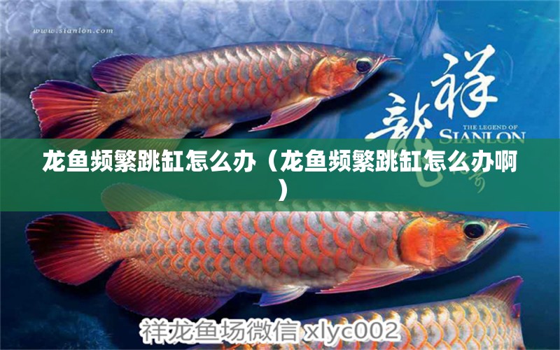 龍魚(yú)頻繁跳缸怎么辦（龍魚(yú)頻繁跳缸怎么辦?。? title=