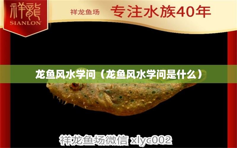 龍魚風水學問（龍魚風水學問是什么） 魚缸風水