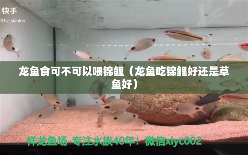 龍魚食可不可以喂錦鯉（龍魚吃錦鯉好還是草魚好） 觀賞魚