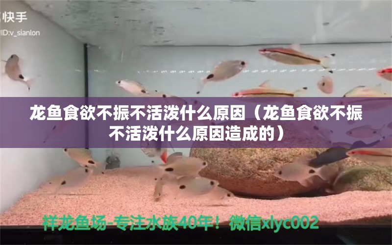 龍魚食欲不振不活潑什么原因（龍魚食欲不振不活潑什么原因造成的） 龍魚疾病與治療