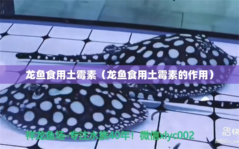 龍魚食用土霉素（龍魚食用土霉素的作用） 祥龍水族醫(yī)院