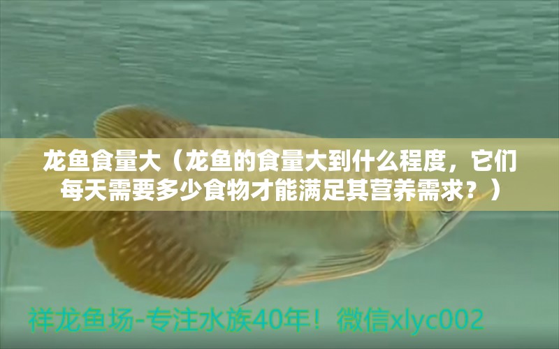 龍魚(yú)食量大（龍魚(yú)的食量大到什么程度，它們每天需要多少食物才能滿(mǎn)足其營(yíng)養(yǎng)需求？） 水族問(wèn)答 第2張